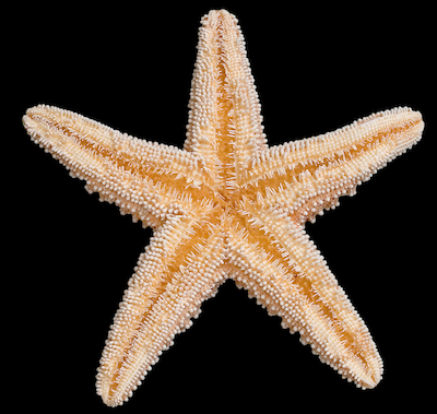 starfish